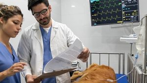 faculdade de medicina veterinária mt