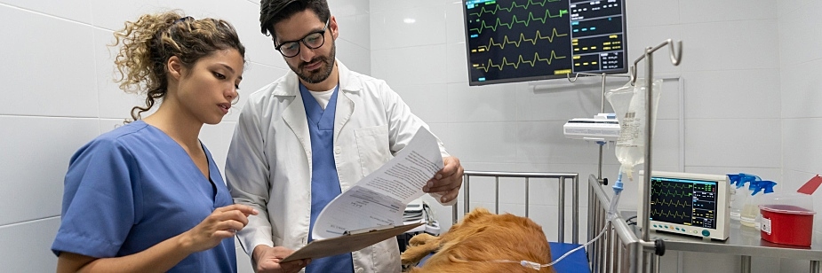 faculdade de medicina veterinária mt